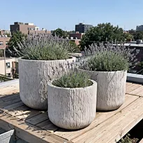 A multi-piece cluster of corrugated tall planters creating an elegant architectural boundary along a commercial facade, manufactured for B2B landscape specifiers